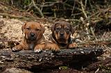 TOSA INU 432